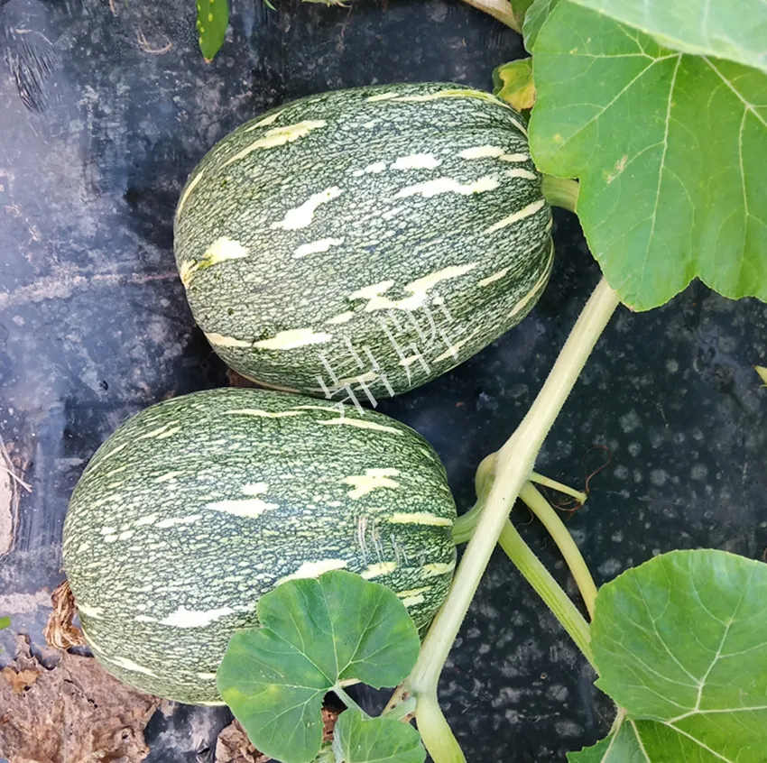 襄陽農民“押寶”押對了，這個品種幫他賺了2倍錢