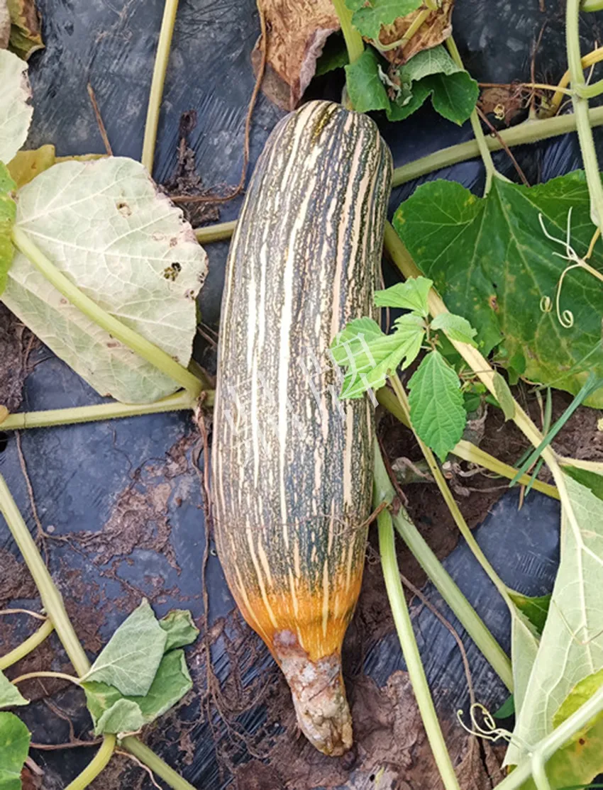 岳陽王大年打工多年，選擇回家種南瓜，今年還增加了50畝地