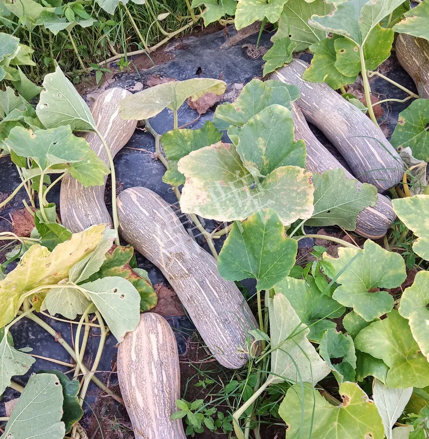 岳陽王大年打工多年，選擇回家種南瓜，今年還增加了50畝地