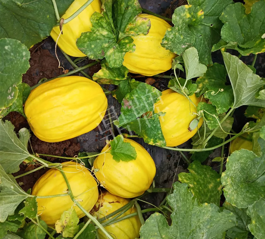 婁底瓜農(nóng)純賺50萬(wàn)，我這個(gè)“張大膽”榮光了一把