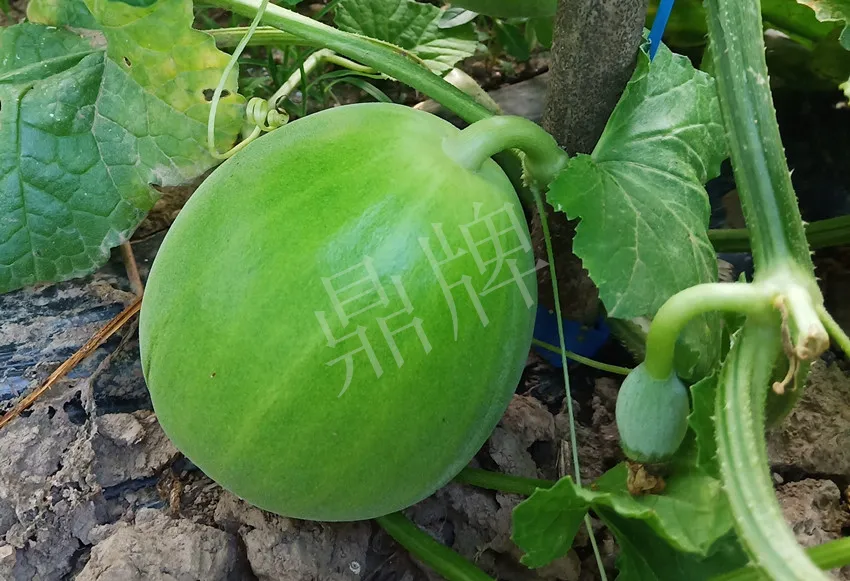 婁底瓜農(nóng)純賺50萬(wàn)，我這個(gè)“張大膽”榮光了一把