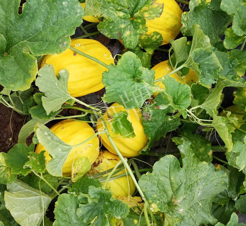 婁底瓜農(nóng)純賺50萬(wàn)，我這個(gè)“張大膽”榮光了一把