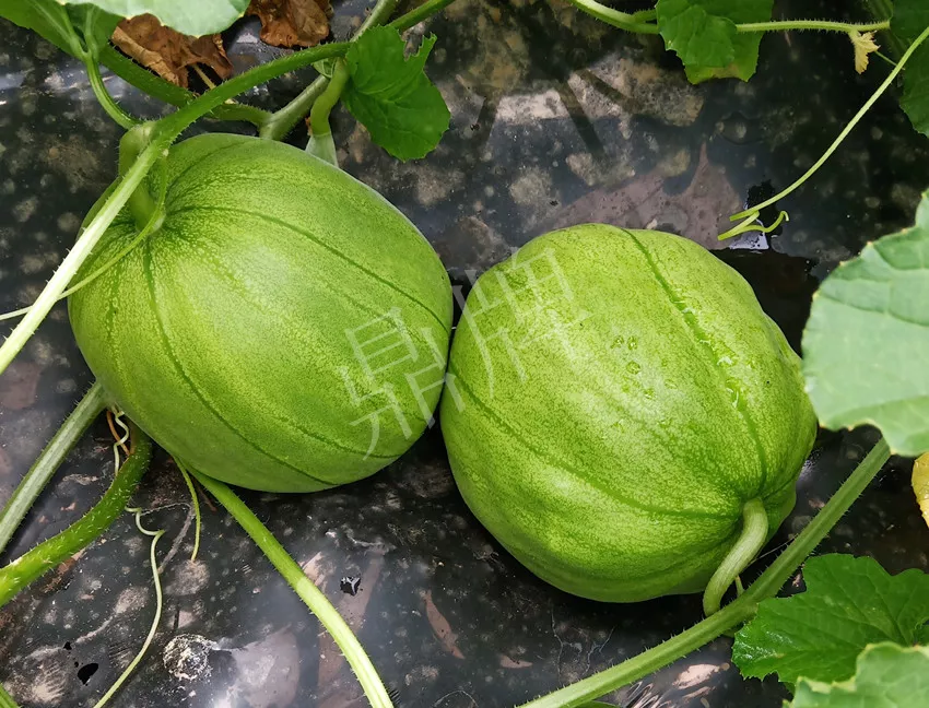 婁底瓜農(nóng)純賺50萬(wàn)，我這個(gè)“張大膽”榮光了一把