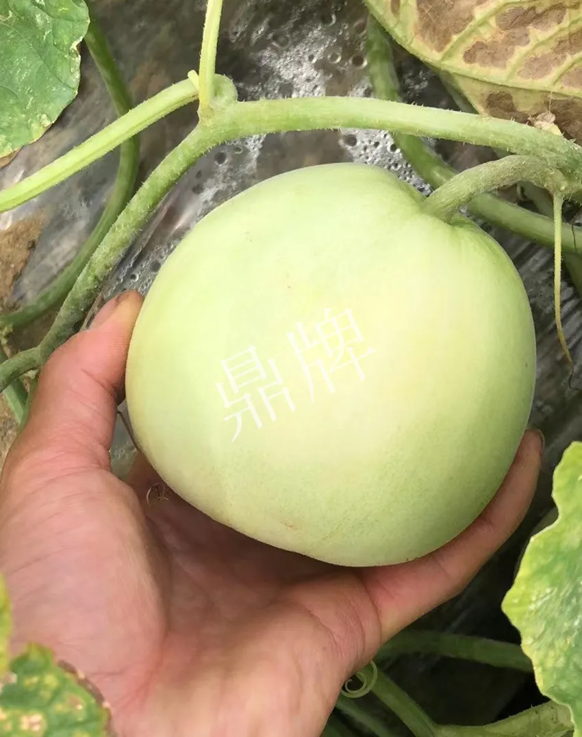 郴州農戶種植新品種，果實又香又甜，很好賣