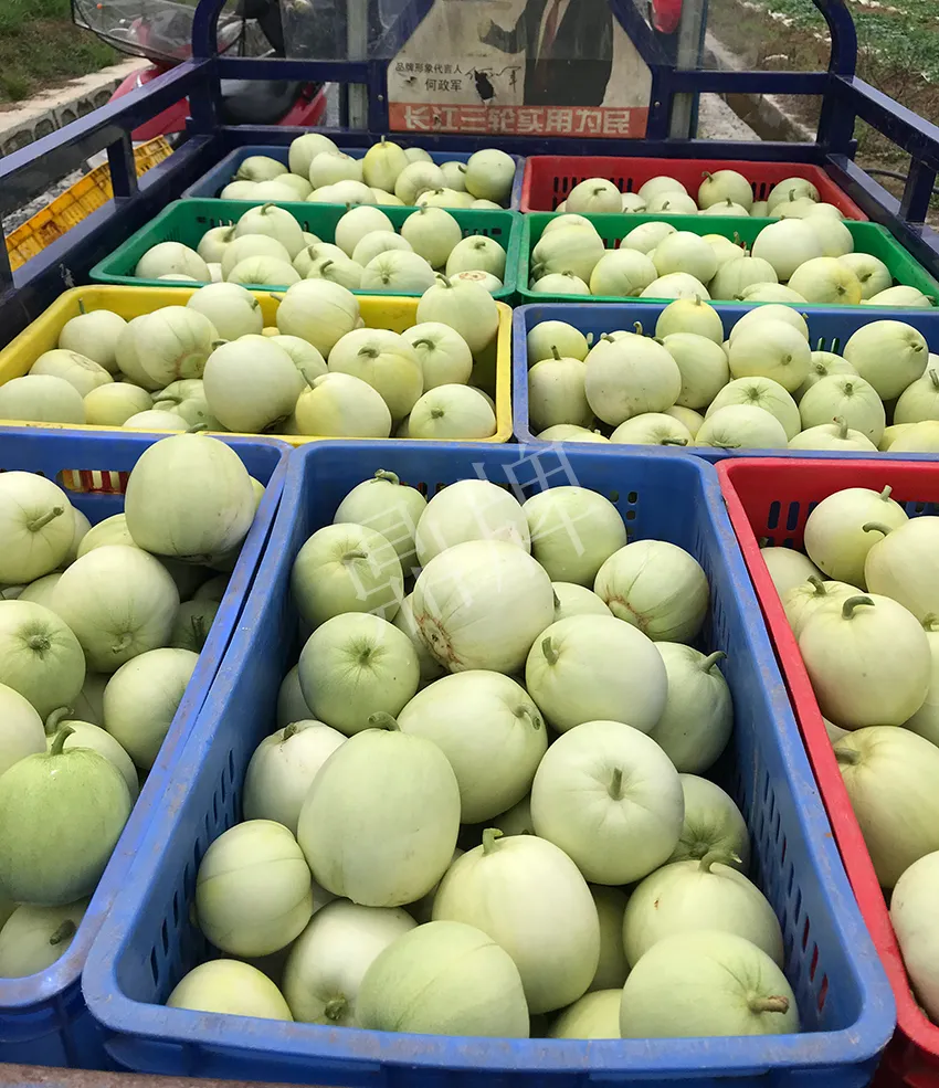 郴州農戶種植新品種，果實又香又甜，很好賣