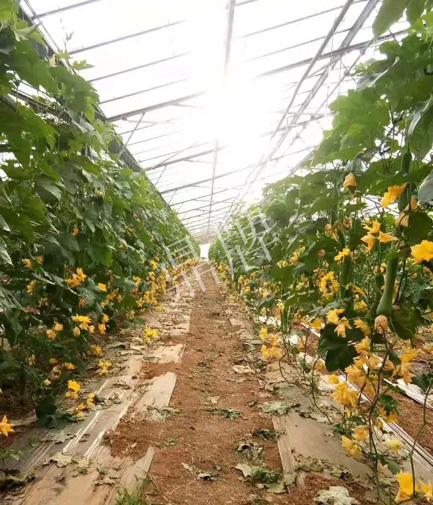 鎮(zhèn)江的何青萍，在法國種植“優(yōu)比1號”每公斤24元