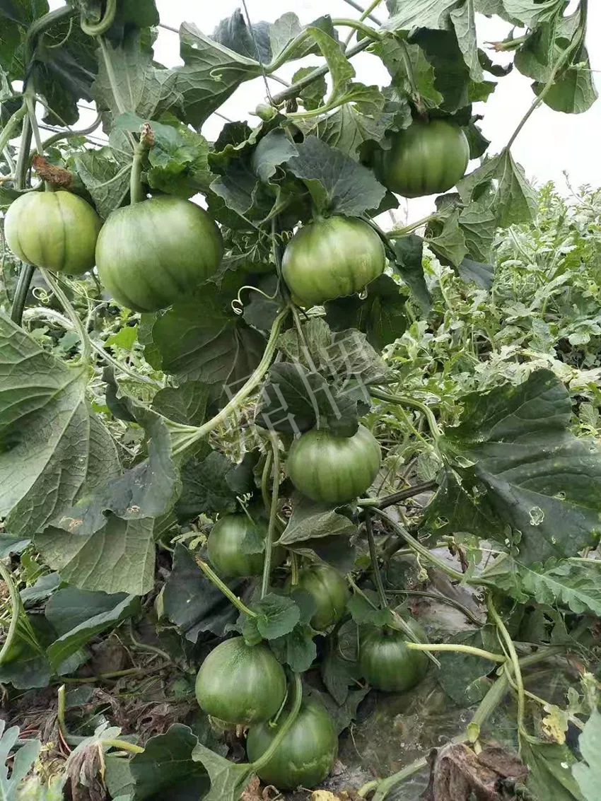 一株坐果15個(gè)，6元1斤，好賣得很