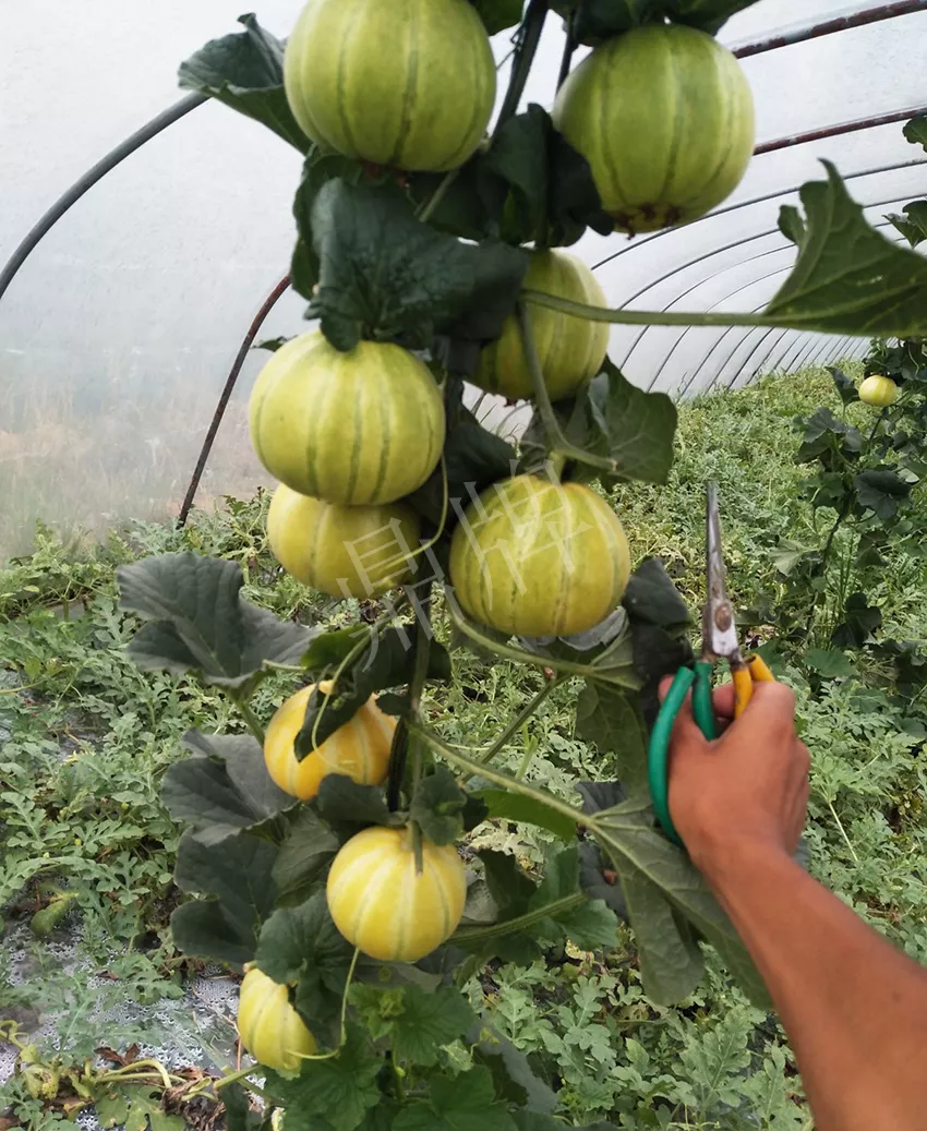 一株坐果15個(gè)，6元1斤，好賣得很