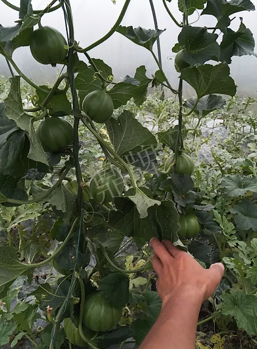 一株坐果15個(gè)，6元1斤，好賣得很