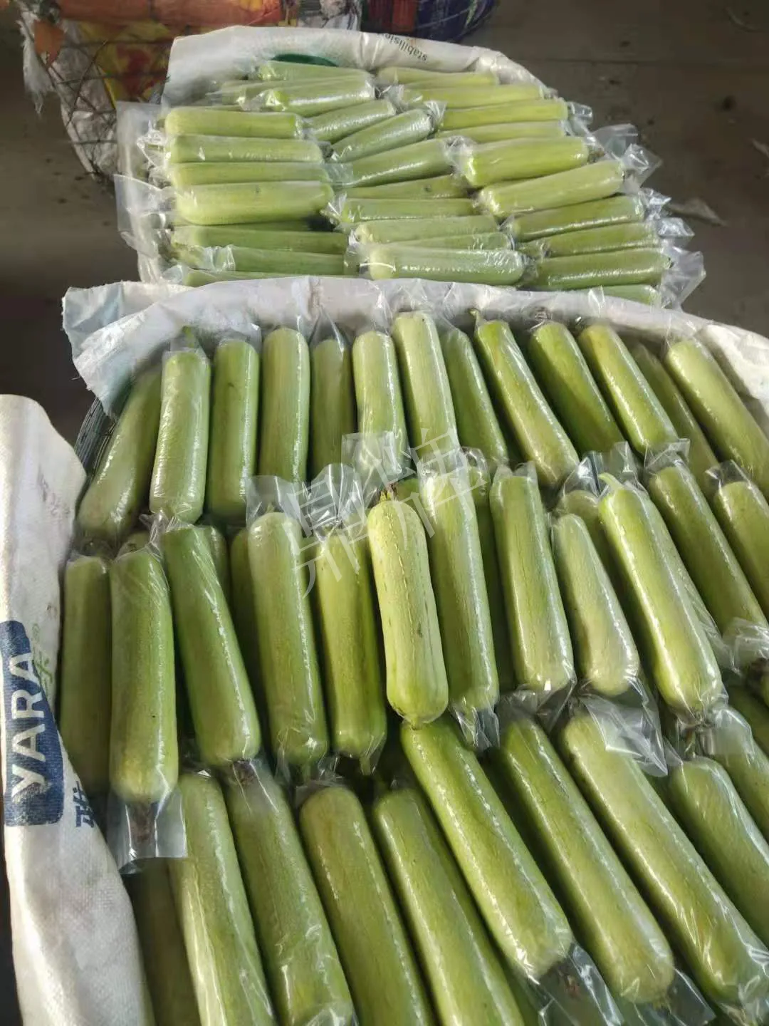 這個絲瓜每畝能掙3萬，沒種植的農戶后悔得拍大腿