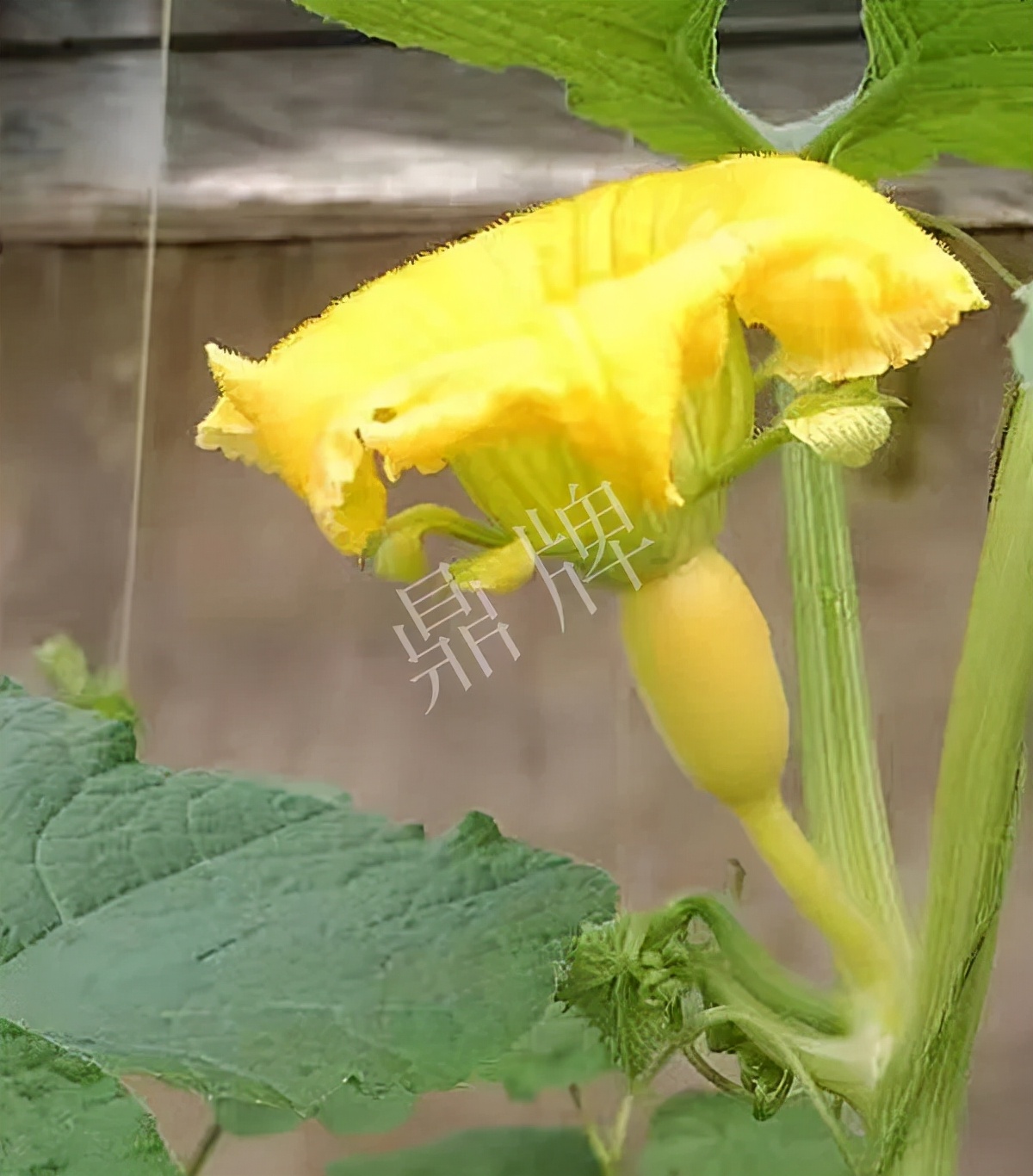 河南3月中旬就上市的“黃金筍瓜”，能買(mǎi)到14元/斤