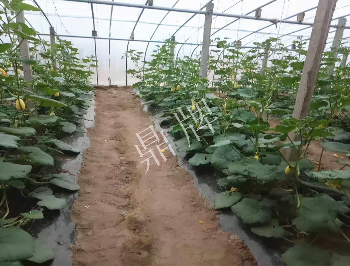 河南3月中旬就上市的“黃金筍瓜”，能買(mǎi)到14元/斤