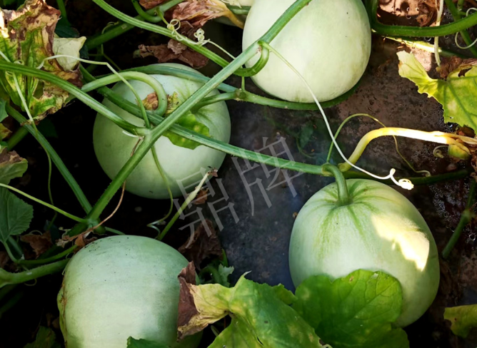 蔬菜種子種植戶客戶點(diǎn)評(píng)-種植這個(gè)品種，謹(jǐn)防小偷?。?！