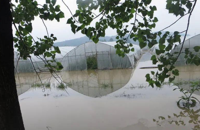 蔬菜種子種植戶客戶點(diǎn)評(píng)-可惜了！我的甜瓜被水淹了，還有救嗎？