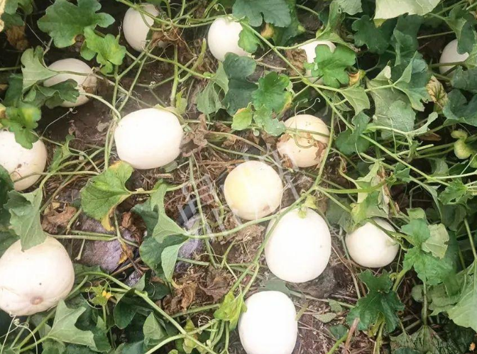 蔬菜種子種植戶客戶點(diǎn)評(píng)-什么？這個(gè)白皮甜瓜紅得發(fā)紫？