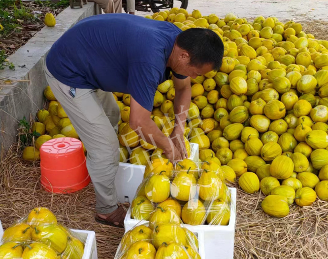 蔬菜種子種植戶客戶點(diǎn)評(píng)-這個(gè)品種抗性強(qiáng)、口感好，為我的合作社帶來(lái)了高收入!