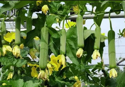 蔬菜種子種植戶客戶點評-每畝收入2萬元！這個絲瓜品種大受歡迎！