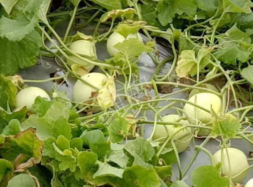 蔬菜種子種植戶客戶點評-種植甜瓜20年，這個品種讓我更省心！