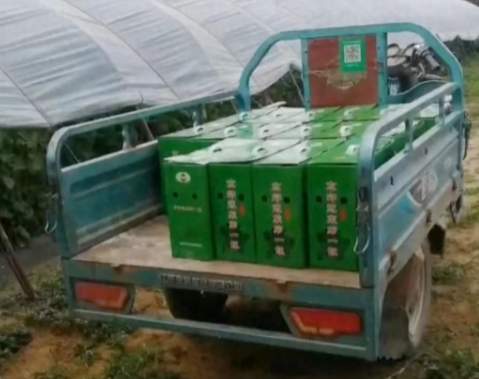 蔬菜種子種植戶客戶點評-很暢銷！團購6元一斤，這瓜夠香、夠甜、夠得勁兒！