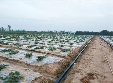 蔬菜種子種植戶客戶點(diǎn)評(píng)-80后大廚回鄉(xiāng)種甜瓜，第一年就賺15萬！