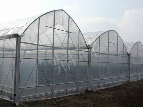 蔬菜種子種植戶客戶點(diǎn)評(píng)-鼎牌瓠瓜上市早，地頭批發(fā)價(jià)達(dá)到8元/斤，種植基地王老板告訴您！