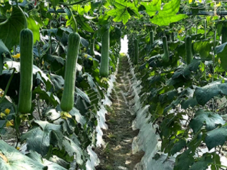 蔬菜種子種植戶客戶點(diǎn)評(píng)-高手在民間，浙江蒼南的絲瓜在下半年至春節(jié)，都有大量上市！