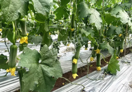 蔬菜種子種植戶客戶點(diǎn)評-這個新品種好不好？？？見證的時候到了！