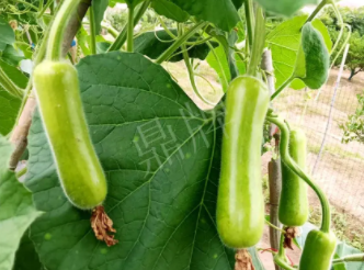 蔬菜種子種植戶客戶點(diǎn)評-科研人員發(fā)誓研究的一個抗高溫品種，您可能需要！