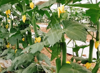 蔬菜種子種植戶客戶點(diǎn)評-一株結(jié)瓜30多個，價錢好，賺了！