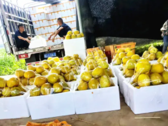 蔬菜種子種植戶客戶點(diǎn)評-這位老板像初戀一樣，獨(dú)愛“金美2號”