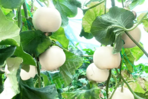 蔬菜種子種植戶客戶點(diǎn)評-丁老板說：種植這個品種，獲得了滿意的收入，確實(shí)“爽歪歪”