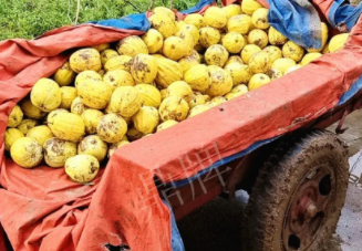 蔬菜種子種植戶客戶點(diǎn)評-持續(xù)暴雨天氣，這個品種幫我們渡過了難關(guān)，收入還滿意！