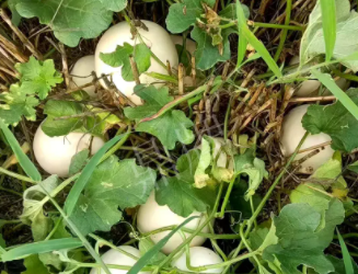 蔬菜種子種植戶客戶點(diǎn)評-一個會寫詩的農(nóng)民，把甜瓜種在草叢中，結(jié)果怎樣？