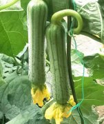 蔬菜種子種植戶客戶點評-這瓜，太美了！太美了！但我這個老菜農(nóng)……唉！