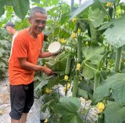 蔬菜種子種植戶客戶點評-干農(nóng)業(yè)，有喜悅嗎？有的，請看！