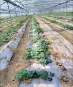 蔬菜種子種植戶客戶點評-三倍體絲瓜到底是斷頭好？還是不斷頭好？看看這位老板的做法……