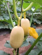 蔬菜種子種植戶客戶點評-瓜菜價格不好，太卷了！看一位種植大戶穩(wěn)穩(wěn)賺錢的經(jīng)驗…