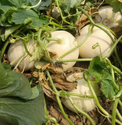 蔬菜種子種植戶客戶點評-我種植的這個品種，稱得上“白馬王子”，與大家分享！