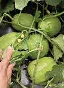 蔬菜種子種植戶客戶點評-瓜商喜歡、消費者喜歡，這個品種就好銷售！