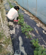 蔬菜種子種植戶客戶點評-我想要一個抗高溫又品質(zhì)優(yōu)良的甜瓜品種，終于找到了！