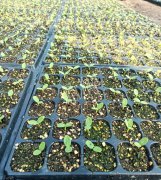 蔬菜種子種植戶客戶點評-高溫+病毒，雙重暴擊！今年種植這個品種能賺錢嗎？